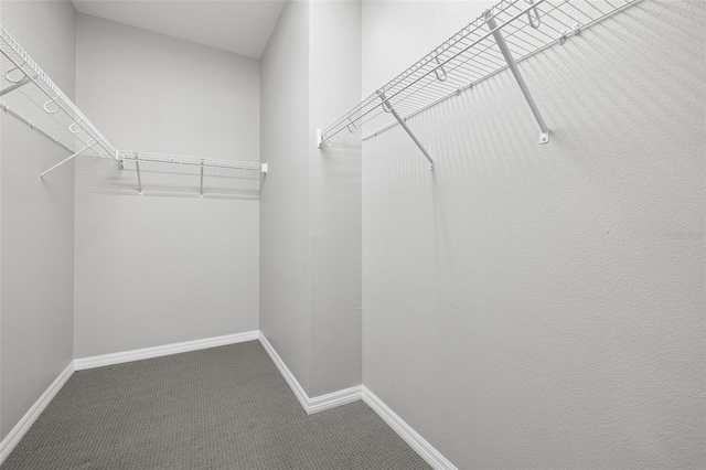 spacious closet featuring carpet floors