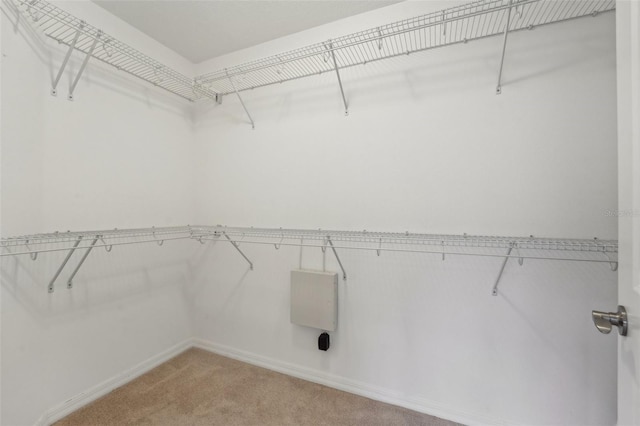 walk in closet featuring carpet