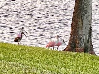 7233 15th Ct NE, Saint Petersburg, FL 33702 - view of water feature
