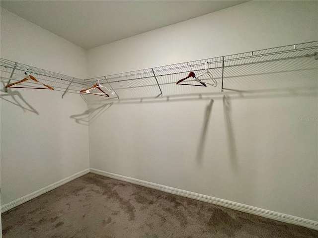 spacious closet featuring carpet floors