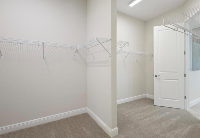 walk in closet with carpet floors