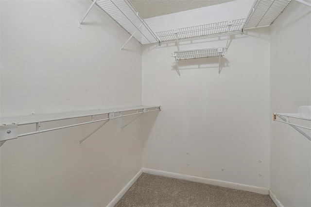 spacious closet featuring carpet flooring