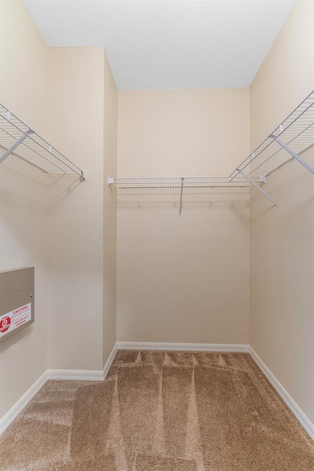 spacious closet featuring carpet