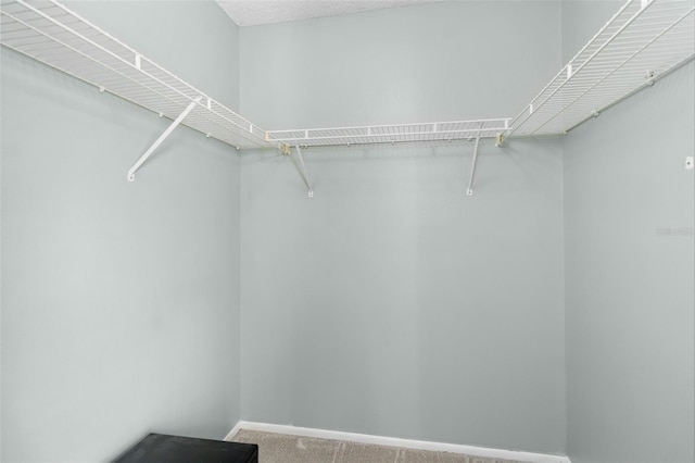 1600 Gray Bark Dr, Oldsmar, FL 34677 - walk in closet with carpet flooring