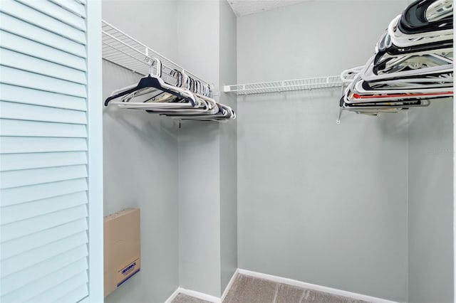 1600 Gray Bark Dr, Oldsmar, FL 34677 - spacious closet with carpet flooring