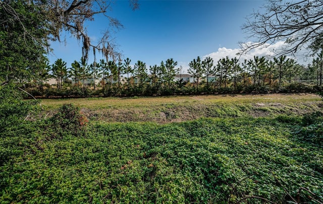 view of local wilderness