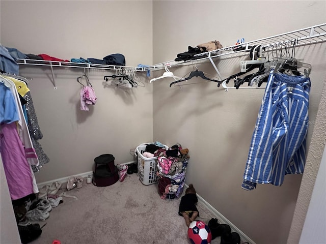 spacious closet featuring carpet