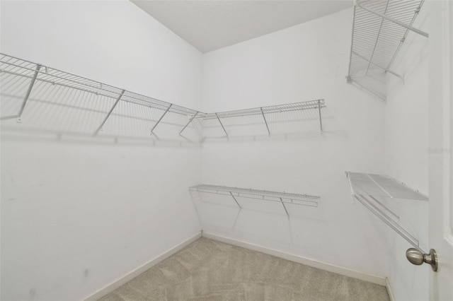 spacious closet featuring carpet flooring