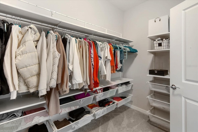 spacious closet featuring carpet