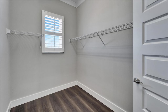 1308 Alhambra Dr, Apollo Beach, FL 33572 - walk in closet featuring dark wood finished floors