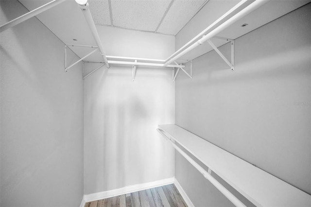 spacious closet featuring a drop ceiling and wood finished floors