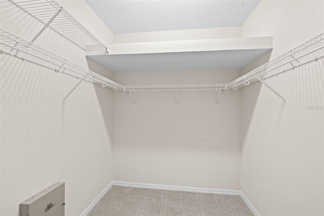 spacious closet featuring carpet floors