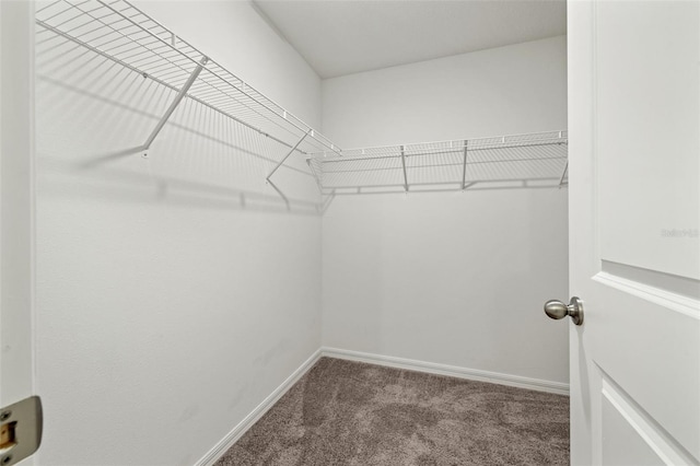 spacious closet with carpet floors