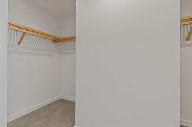 walk in closet featuring carpet flooring