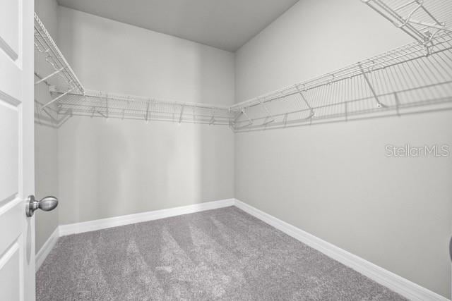 walk in closet featuring carpet floors