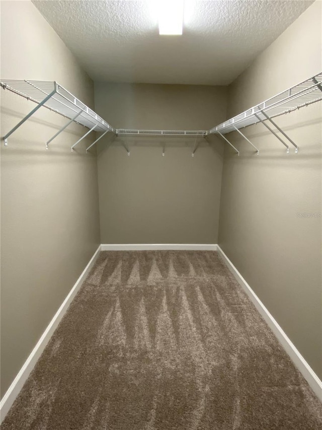 spacious closet featuring carpet floors