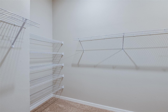 spacious closet featuring carpet floors