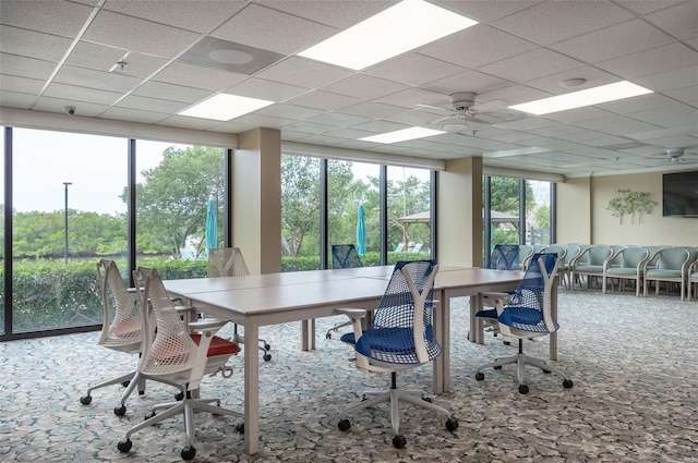 carpeted home office with ceiling fan and a drop ceiling