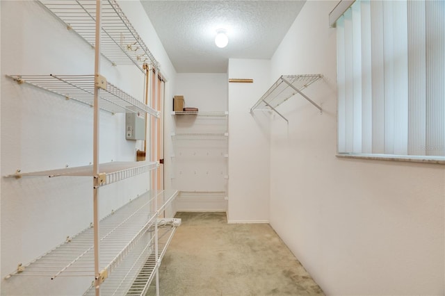 spacious closet featuring carpet