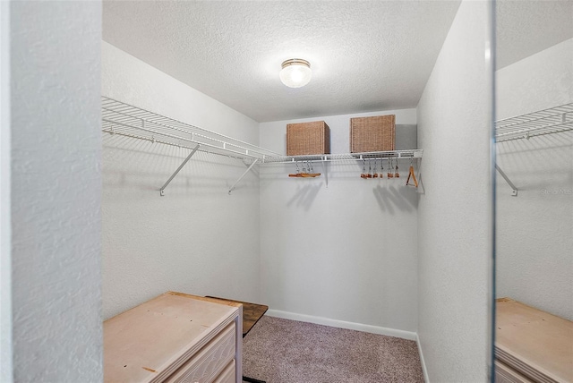 spacious closet featuring carpet