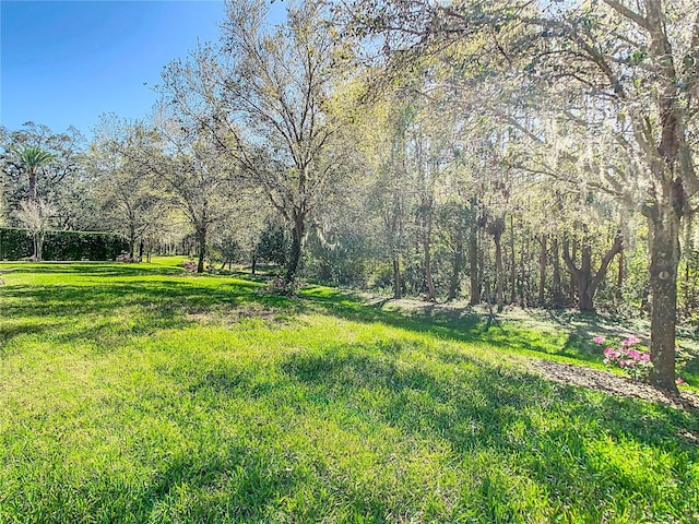 view of yard featuring a wooded view