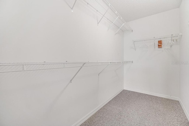 spacious closet featuring carpet floors