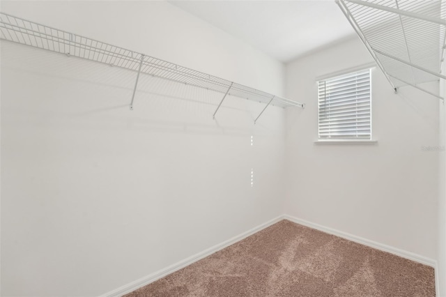 walk in closet featuring carpet floors