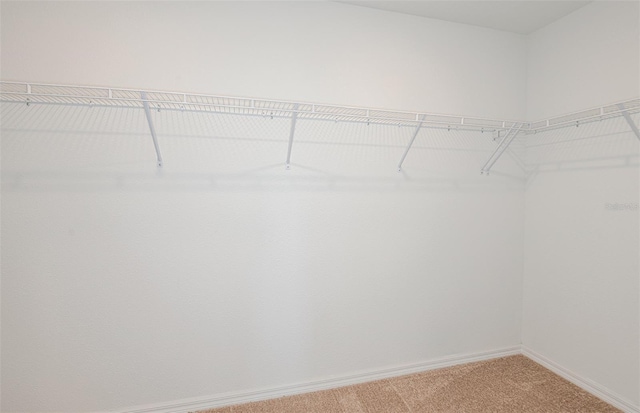 walk in closet with carpet flooring