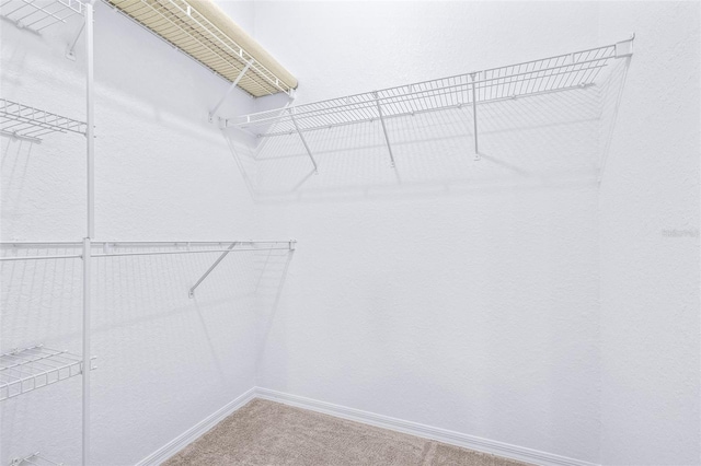 spacious closet featuring carpet