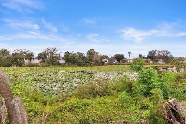 view of local wilderness