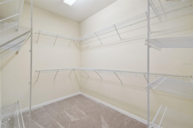 spacious closet featuring carpet flooring