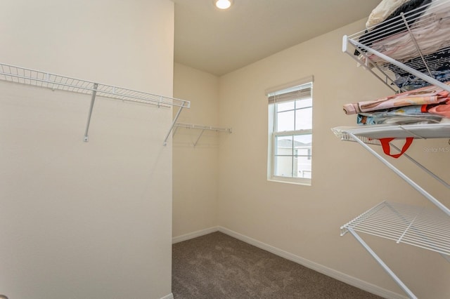 walk in closet with carpet floors