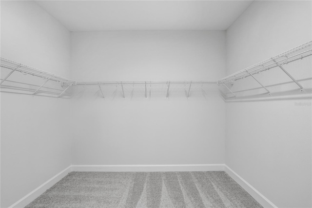 spacious closet with carpet floors