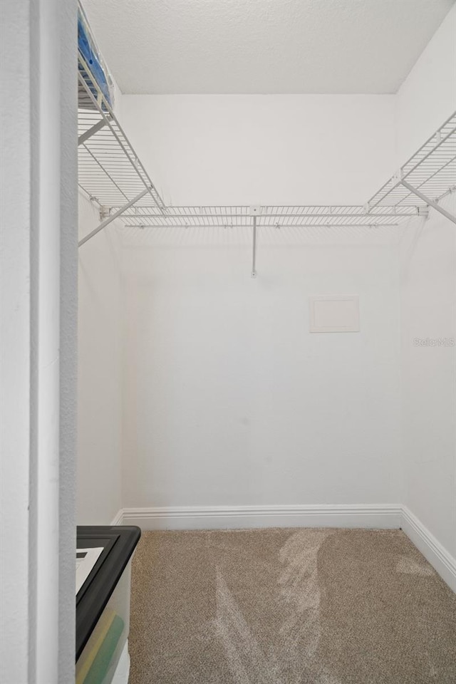 spacious closet featuring carpet flooring