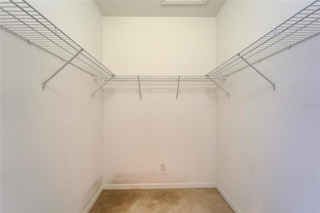 spacious closet with carpet flooring