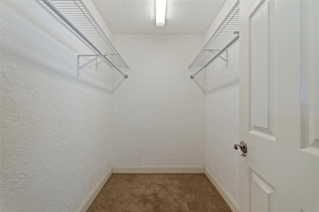 spacious closet with carpet flooring