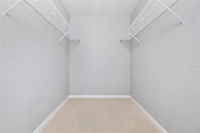 spacious closet featuring carpet