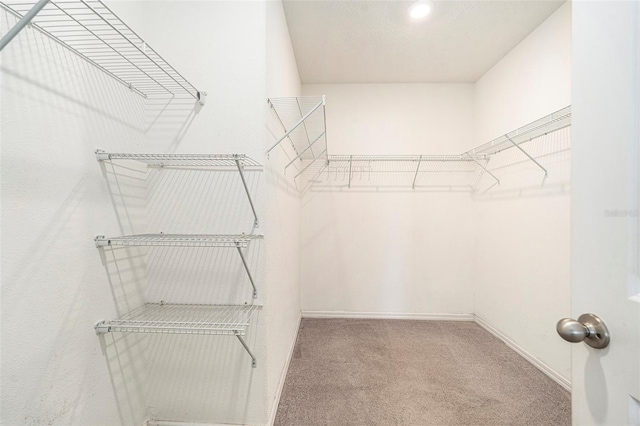 spacious closet with carpet flooring