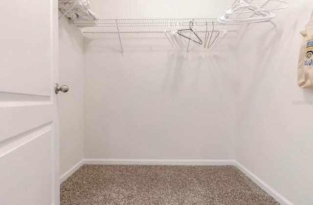 walk in closet featuring carpet floors