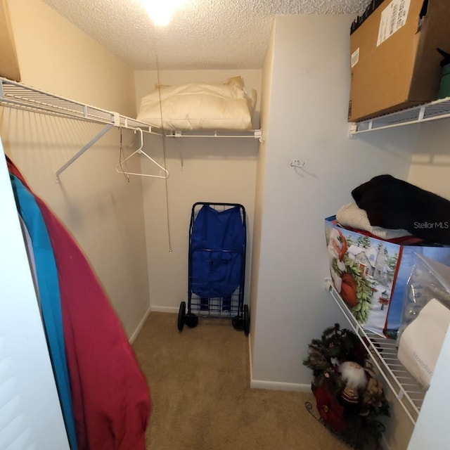 spacious closet featuring carpet