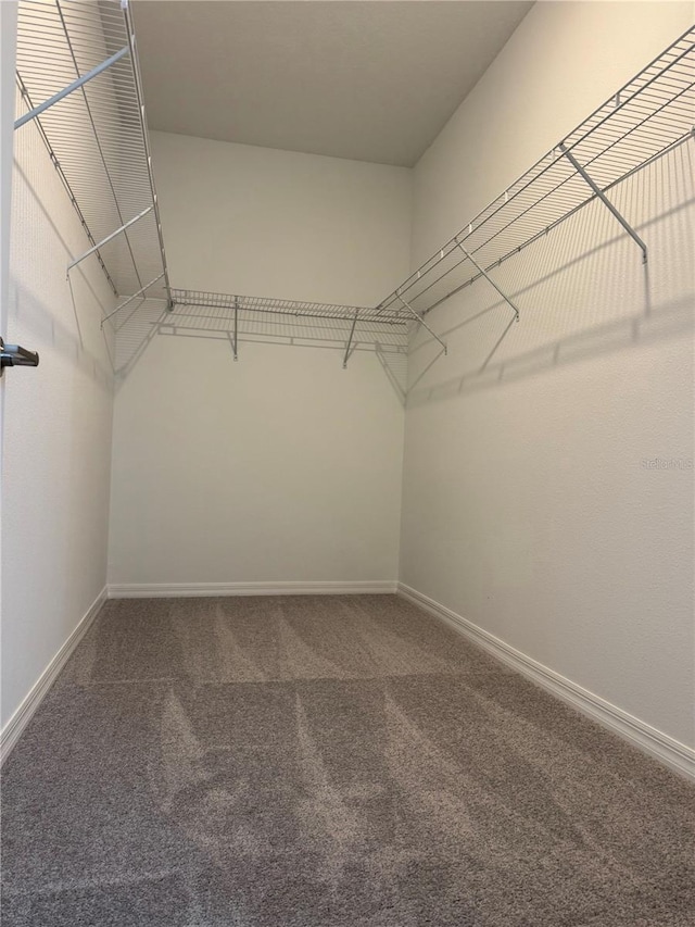 walk in closet with carpet