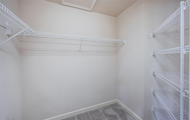 spacious closet featuring carpet