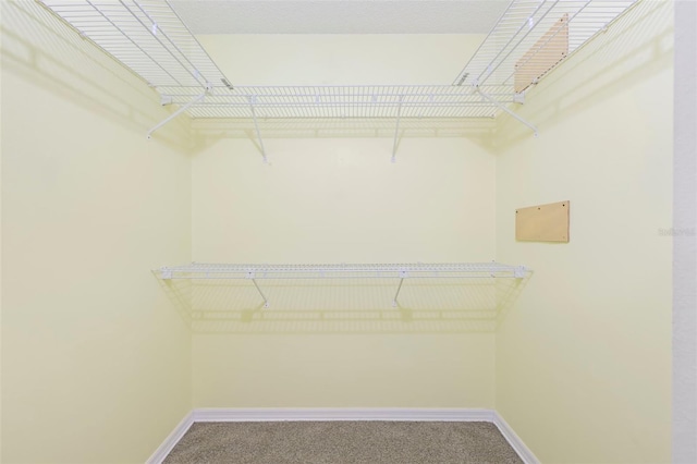 spacious closet featuring carpet