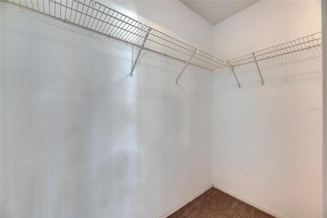 walk in closet with dark carpet