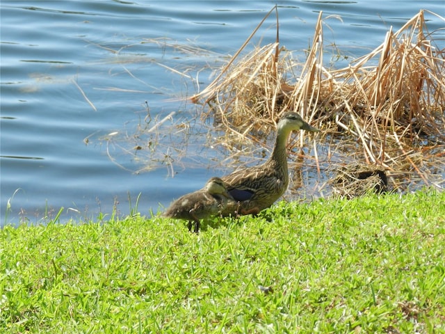 214 Elmwood Cir Unit 214, Seminole, FL 33777 - photo 45