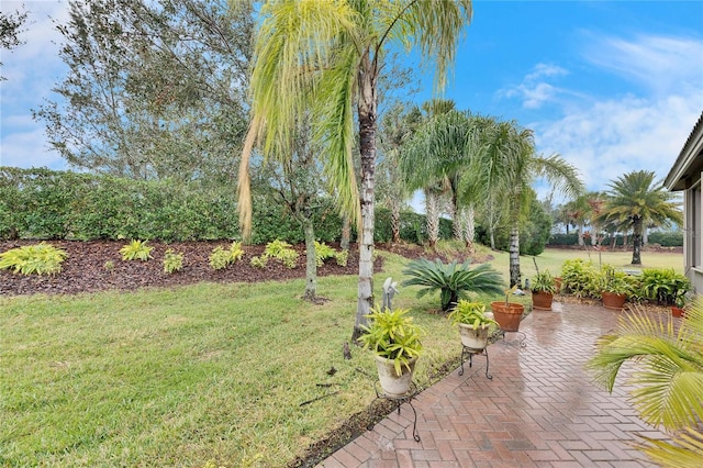 view of yard featuring a patio