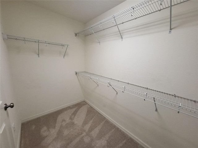 spacious closet featuring carpet flooring