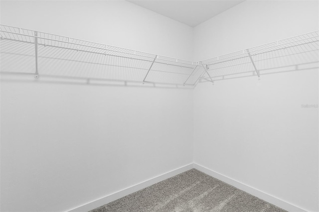 5710 Humkey St, North Port, FL 34291 - walk in closet with carpet floors