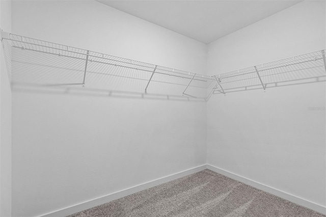 walk in closet featuring carpet flooring