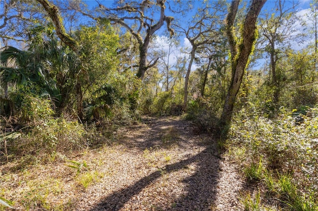 view of local wilderness